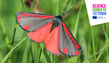 Nocturnal Moths – Grey Moths or Unknown Beauties