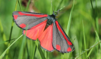 Nocturnal Moths – Grey Moths or Unknown Beauties